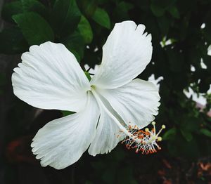 Close-up of white flower blooming outdoors