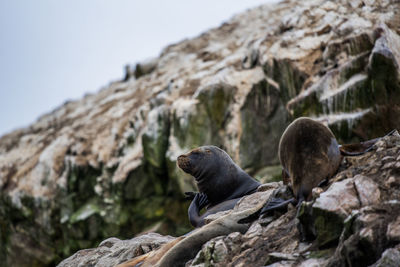 Low angle view of a bird on rock