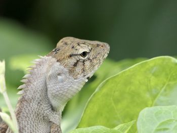 Close-up of a lizard