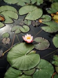 Close-up of lotus water lily in pond