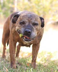 Portrait of dog standing on field