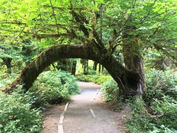 Trees by plants