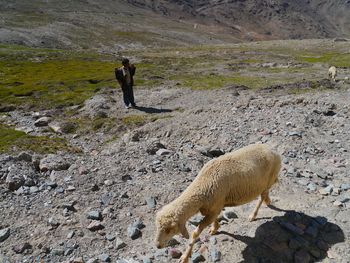 Herder with sheep on field