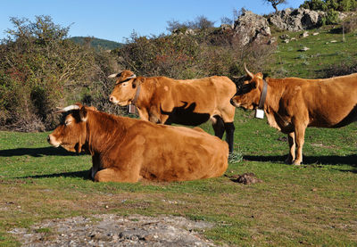 Cows in a field