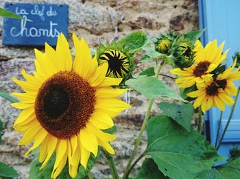 Close-up of sunflower