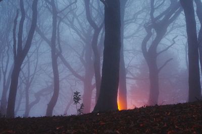 Scenic view of forest against sky at night