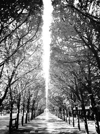 Narrow pathway along trees