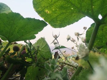 Close-up of fresh green plant against sky