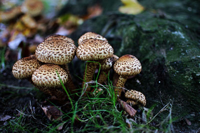 Mushrooms growing on field at forest