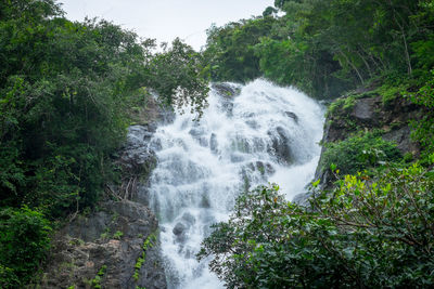 Scenic view of waterfall in forest