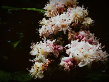 Close-up of white flowers blooming outdoors