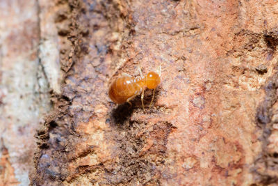 Close-up of insect on rock