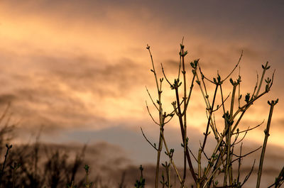 Plants against sky during sunset