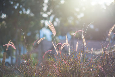 Close-up of plants growing on field