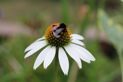 Close-up of insect on flower