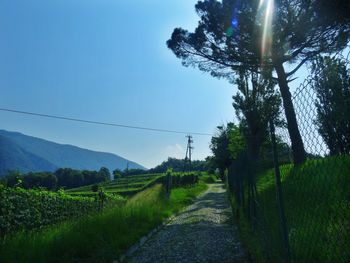 Road amidst trees on field against sky