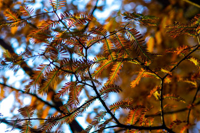 Low angle view of autumn leaves on tree in forest