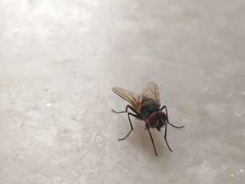 High angle view of housefly