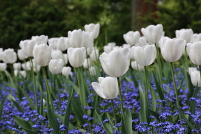 Close-up of white flowers blooming outdoors