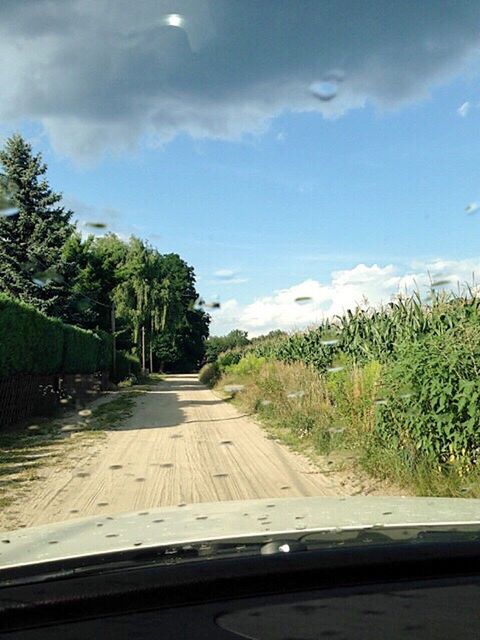 ROAD PASSING THROUGH TREES