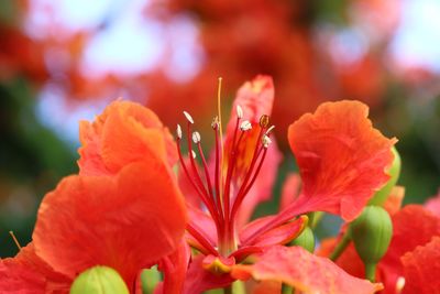 Close-up of red flowering plant