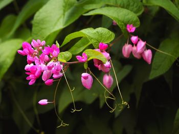 Close-up of pink flowers
