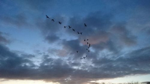 Low angle view of birds flying against sky