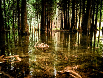 Surface level of trees by lake in forest