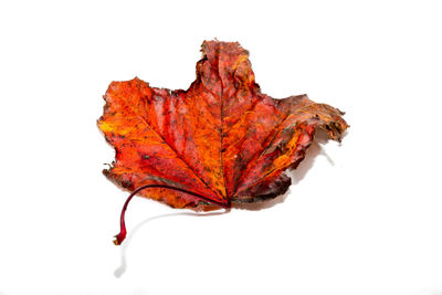 Close-up of autumn leaf against white background