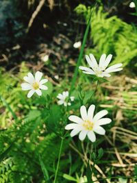 Close-up of white flower