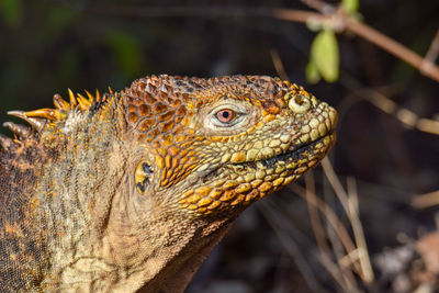 Close-up of lizard