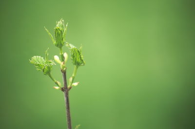 Close-up of flowering plant