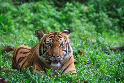 Alert tiger outdoors