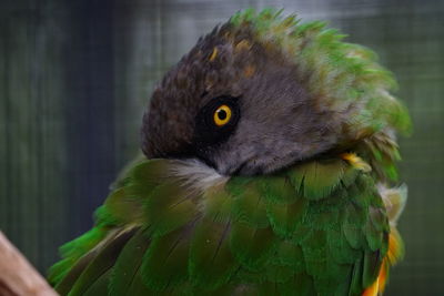 Close-up of parrot