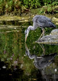 Heron in a lake