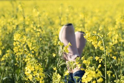 Yellow flowering plants on field