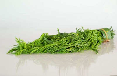 Close-up of fresh green plant against white background