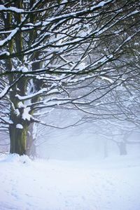 Snow covered bare trees