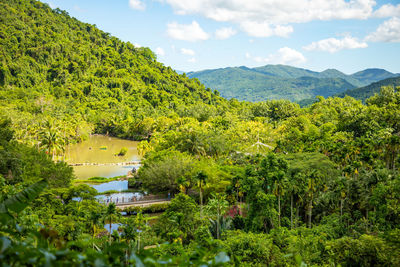 Scenic view of trees and plants against sky