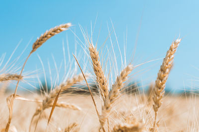 Close-up of wheat growing on field against sky