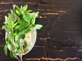 Close-up of plant growing on table