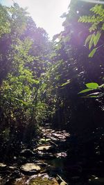 Trees in forest against sky