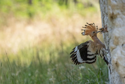 Bird perching on a field