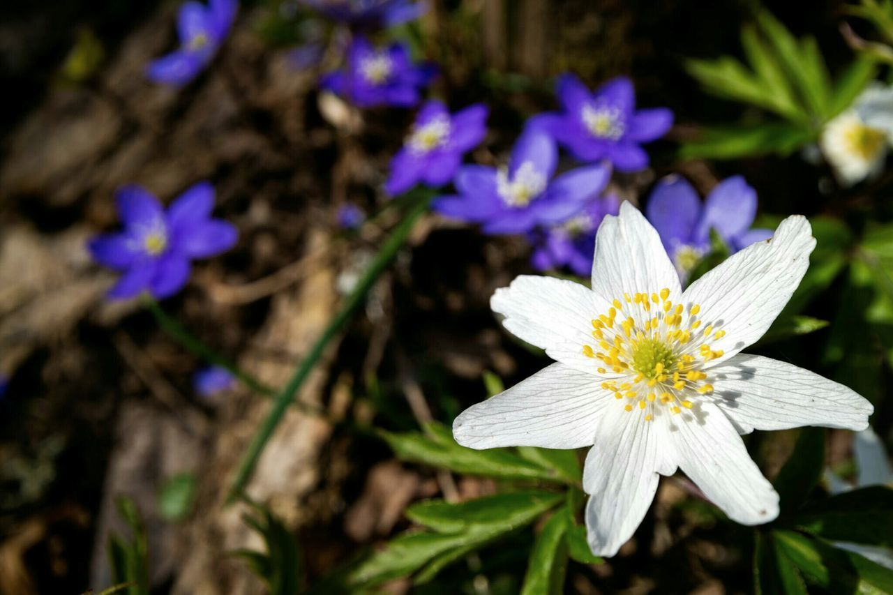 flower, petal, freshness, fragility, flower head, growth, beauty in nature, purple, close-up, blooming, focus on foreground, nature, plant, in bloom, high angle view, pollen, white color, stamen, selective focus, outdoors