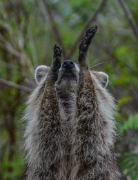 Close-up of squirrel on tree in forest