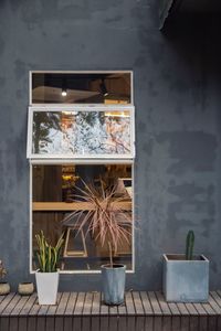 Potted plants against window and wall