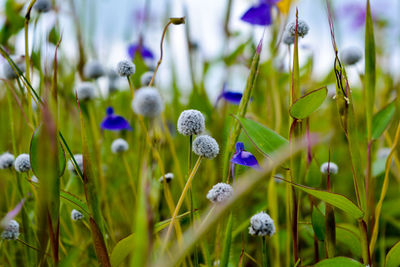 Close-up of purple flowering plants on field