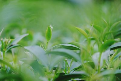 Close-up of fresh green plant