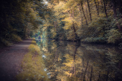 Road amidst trees in forest during autumn