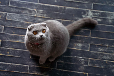 Close-up portrait of a cat on wood